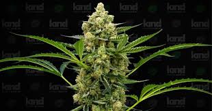 Best Deals on Weed Seeds for Sale