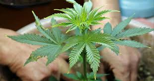 Weed Seeds for Sale Find the Best Strains for Your Garden
